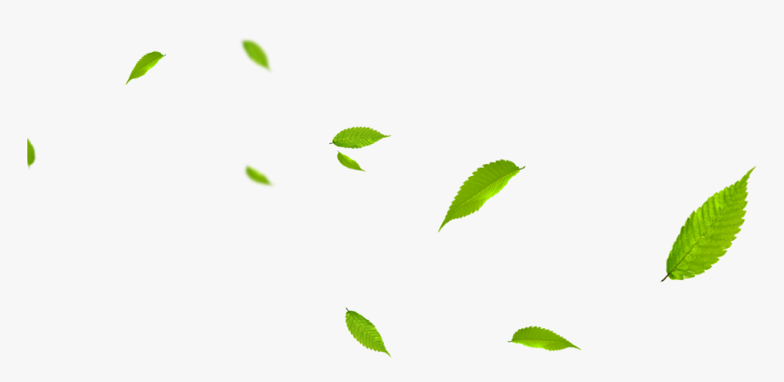 Lisciepng, Transparent Png