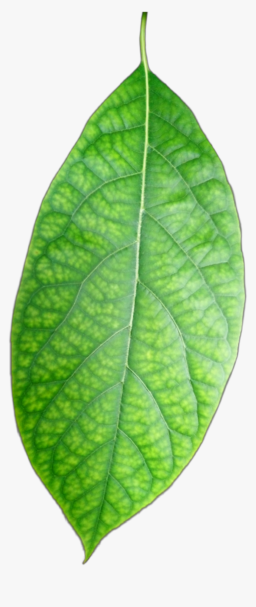 #freetoedit #hoja #verde #leave #green #plants #palto - Bud, HD Png Download