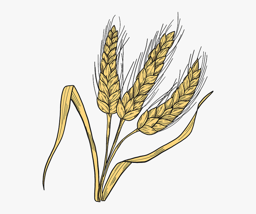 Fiber Crop, HD Png Download