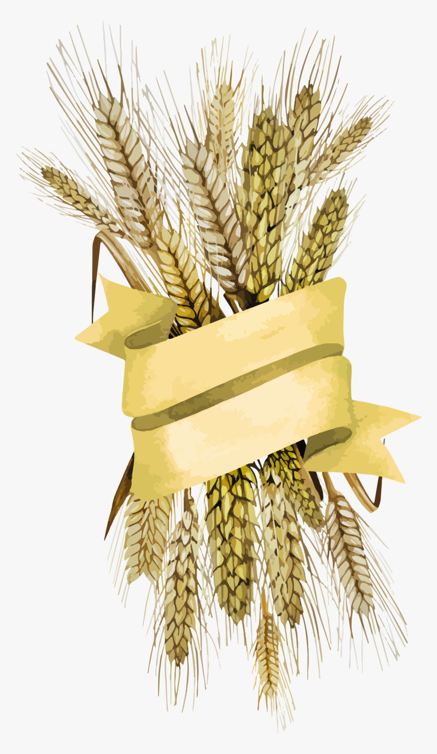 Background Wheat Transparent - Transparent Background Free Png Wheat, Png Download