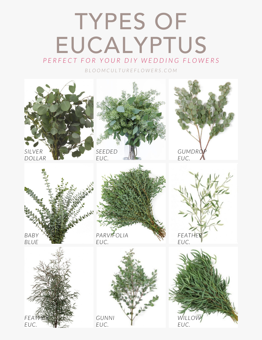 Types Of Eucalyptus - Seeded Eucalyptus, HD Png Download