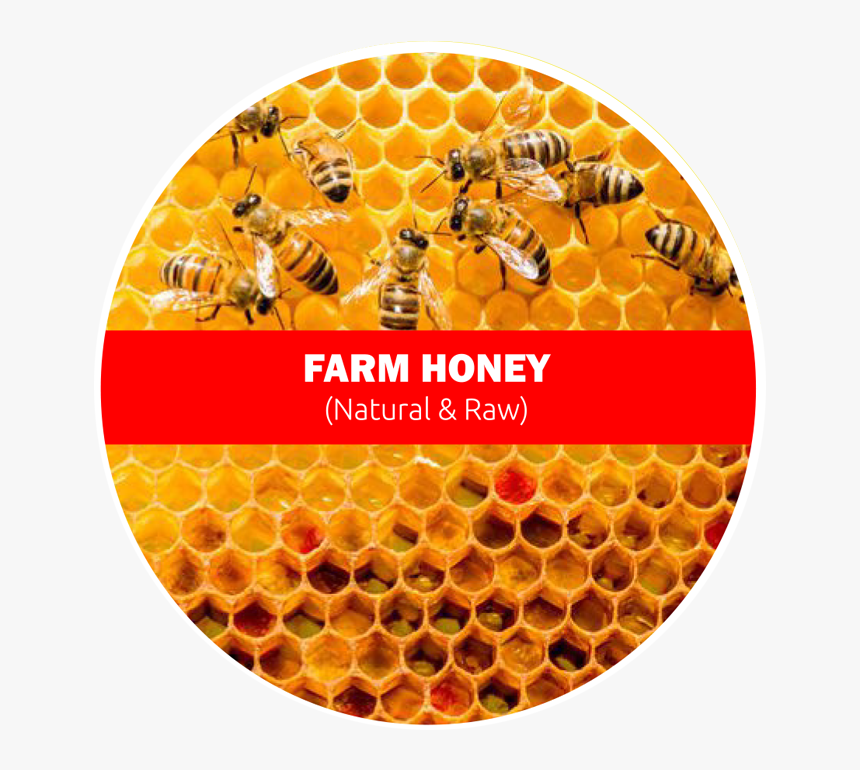 Raw Farm Honey - Bees Work Together To Make A Honeycomb, HD Png Download