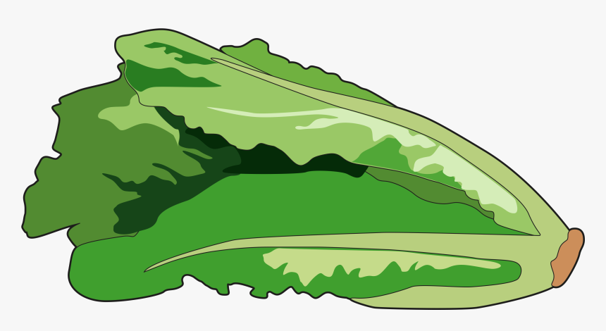 Lettuce Drawing Png, Transparent Png