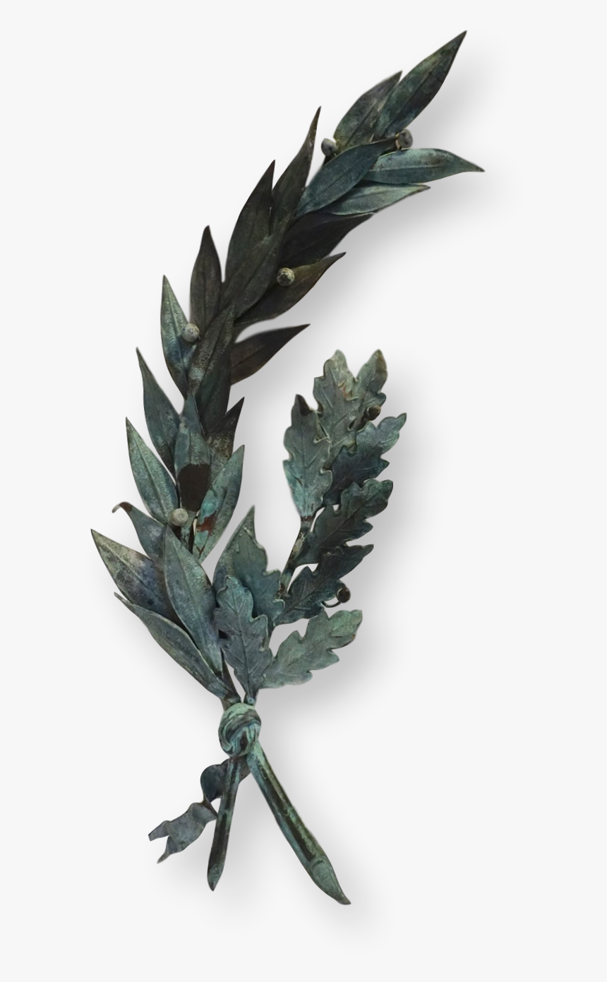 Bay Laurel, HD Png Download