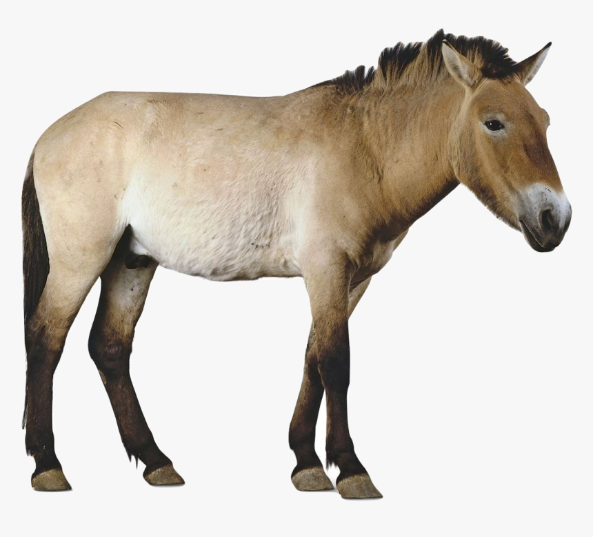 Przewalki S Horse - Przewalski's Horse Transparent Background, HD Png Download