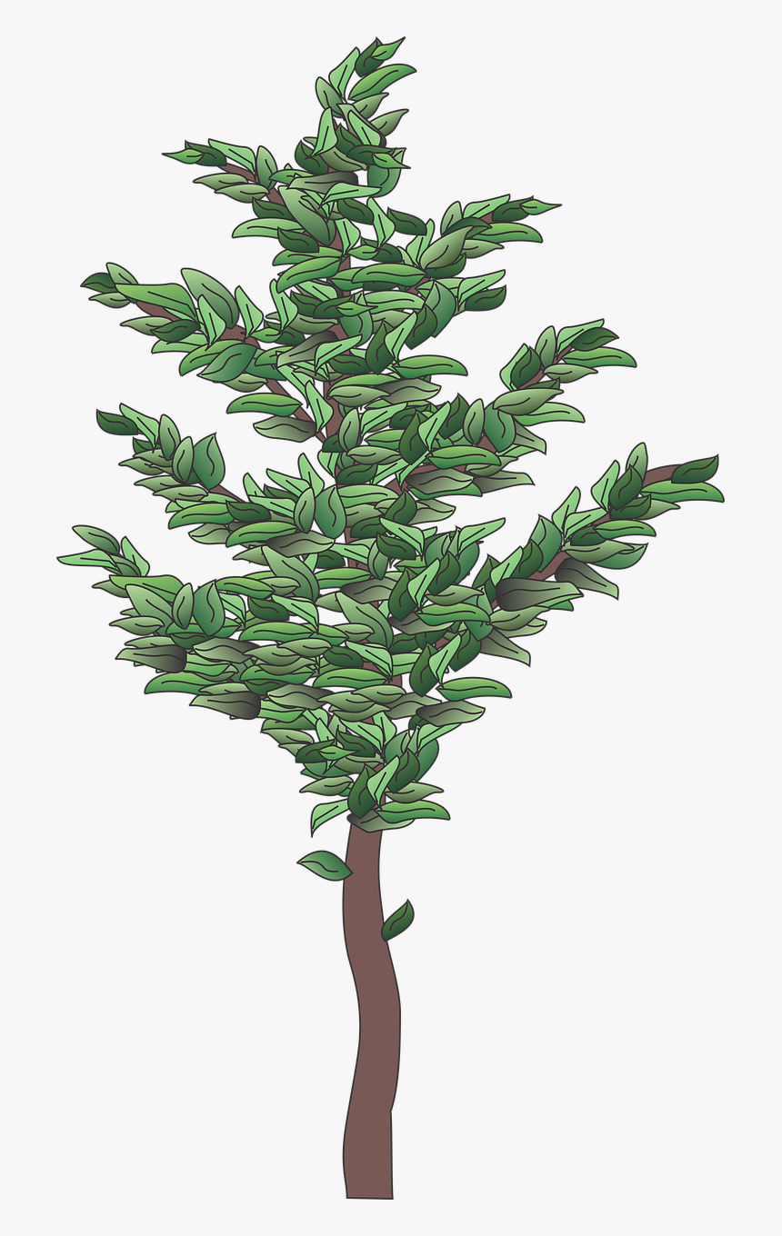 Christmas Tree, HD Png Download