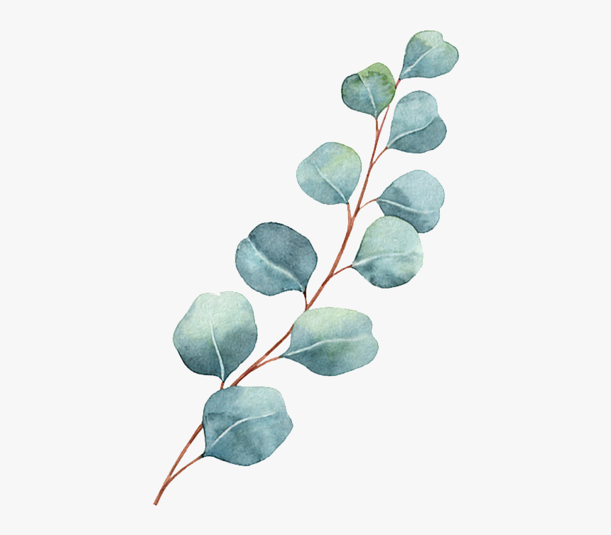 Chronic Pain - Acacia Greggii, HD Png Download