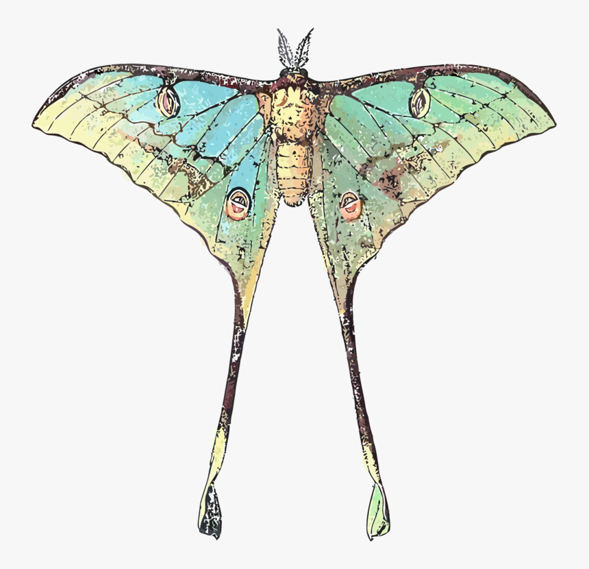 Vector Insects Moth - Butterfly With Long Wings, HD Png Download
