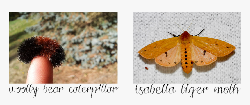 Transparent Moths Png - Isabella Tiger Moth, Png Download