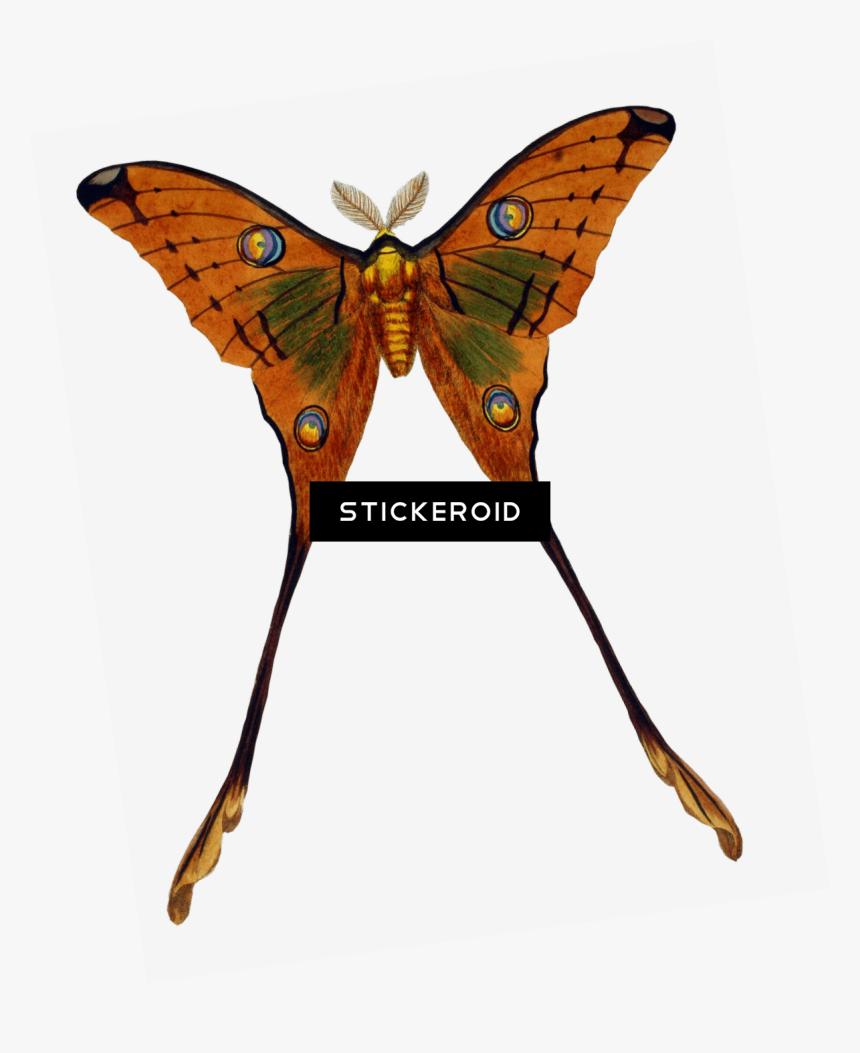 Moth Plate 1 Prints Clipart , Png Download - Swallowtail Butterfly, Transparent Png