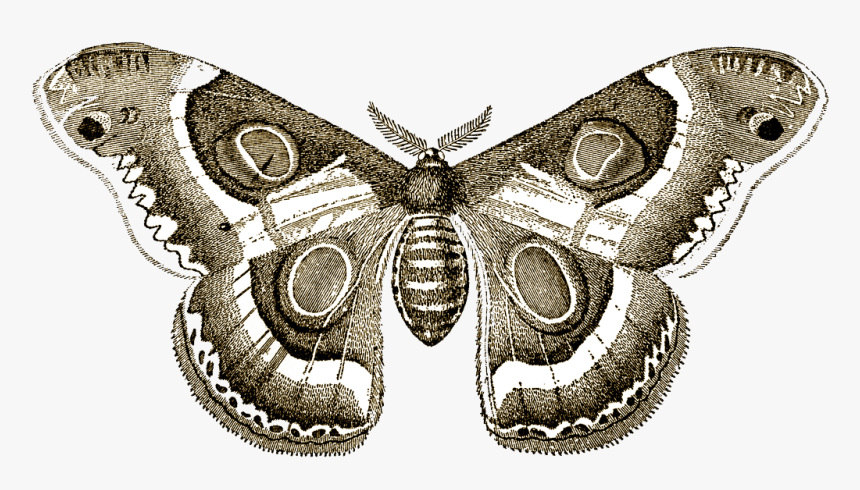 Biodiversity Black And White, HD Png Download