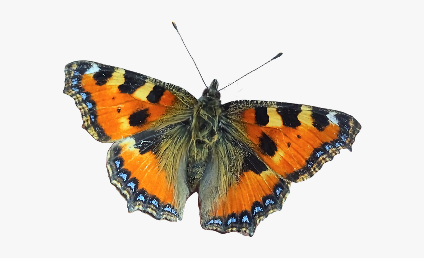 Large Tortoiseshell, HD Png Download