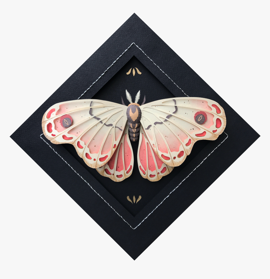 Moth, HD Png Download