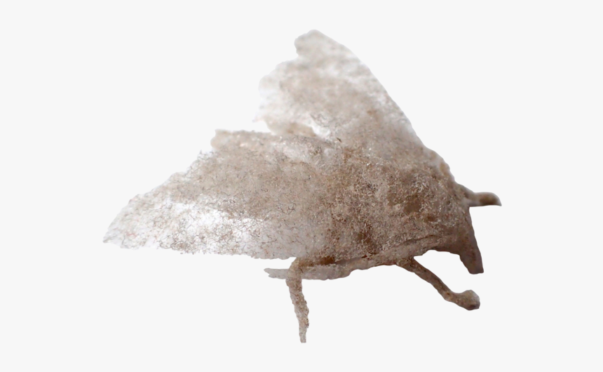 Ga Paul Hazelton - Moth, HD Png Download