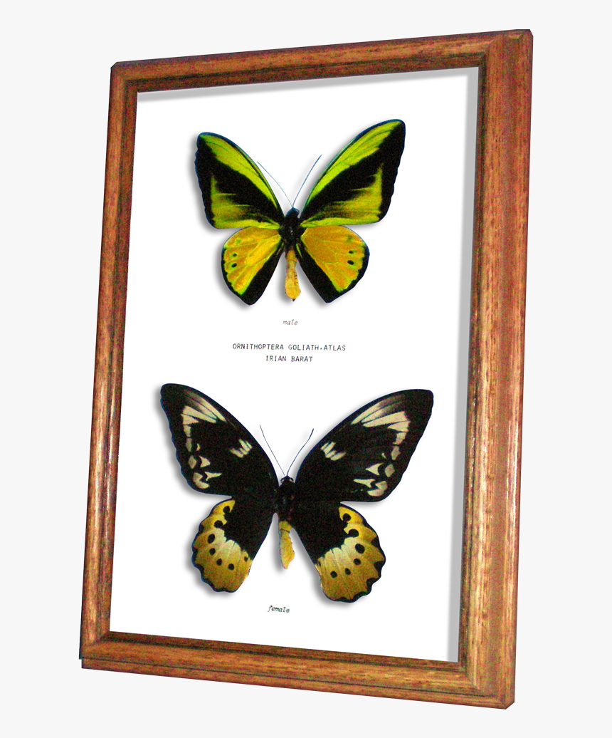 Birdwing, HD Png Download