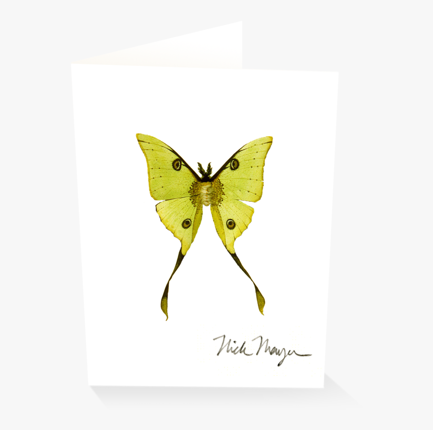 Madagascan Moon Moth - Southern Dogface, HD Png Download