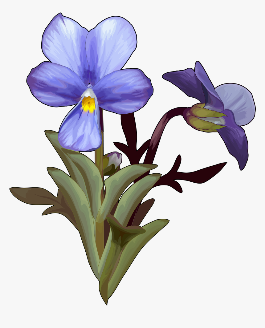 Violeta Del Teide, HD Png Download