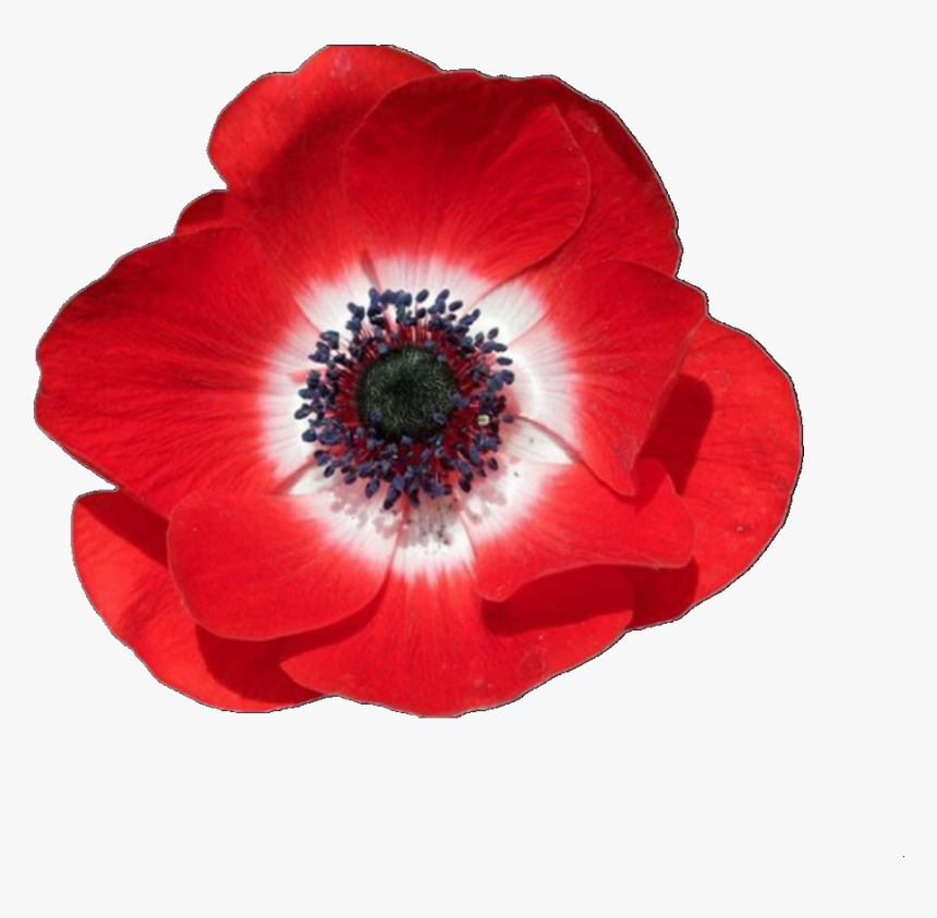 Overlay, Png, And Red Image - Poppy Flower Transparent Background, Png Download