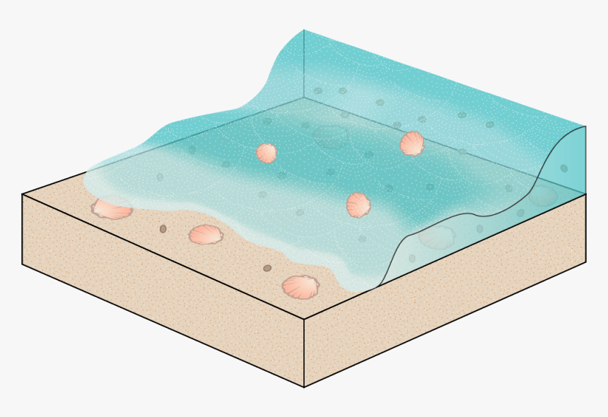 100 Million Years Ago, Showing Sea Animals Buried In - Wood, HD Png Download