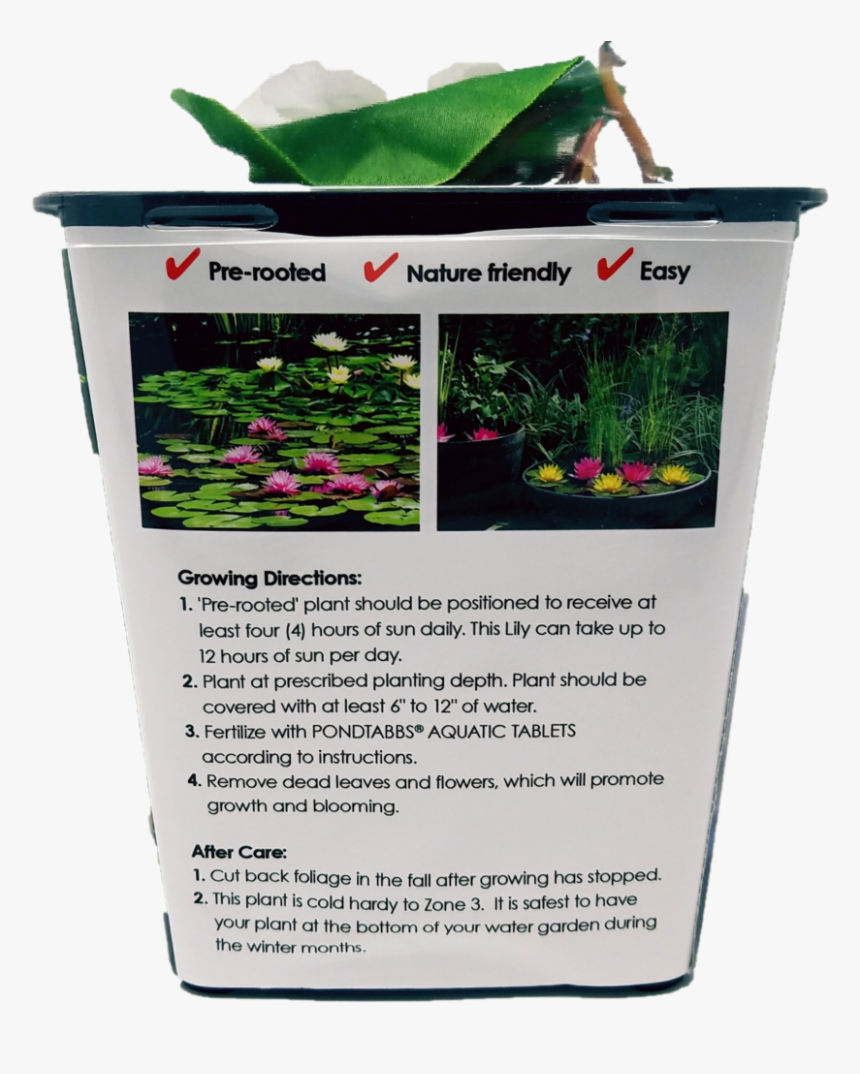 Verbena, HD Png Download