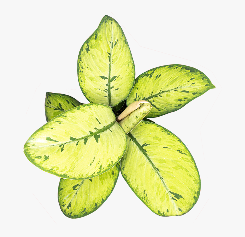 Homalomena Care - Aquatic Plant, HD Png Download