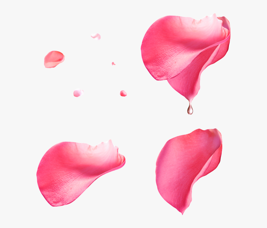 Pink Petals With Transparent - Pink Rose Petals Png, Png Download