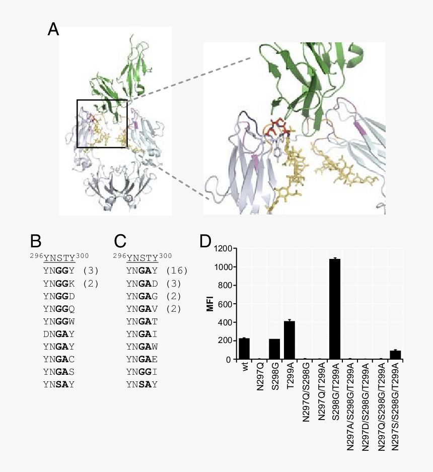 Floral Design, HD Png Download