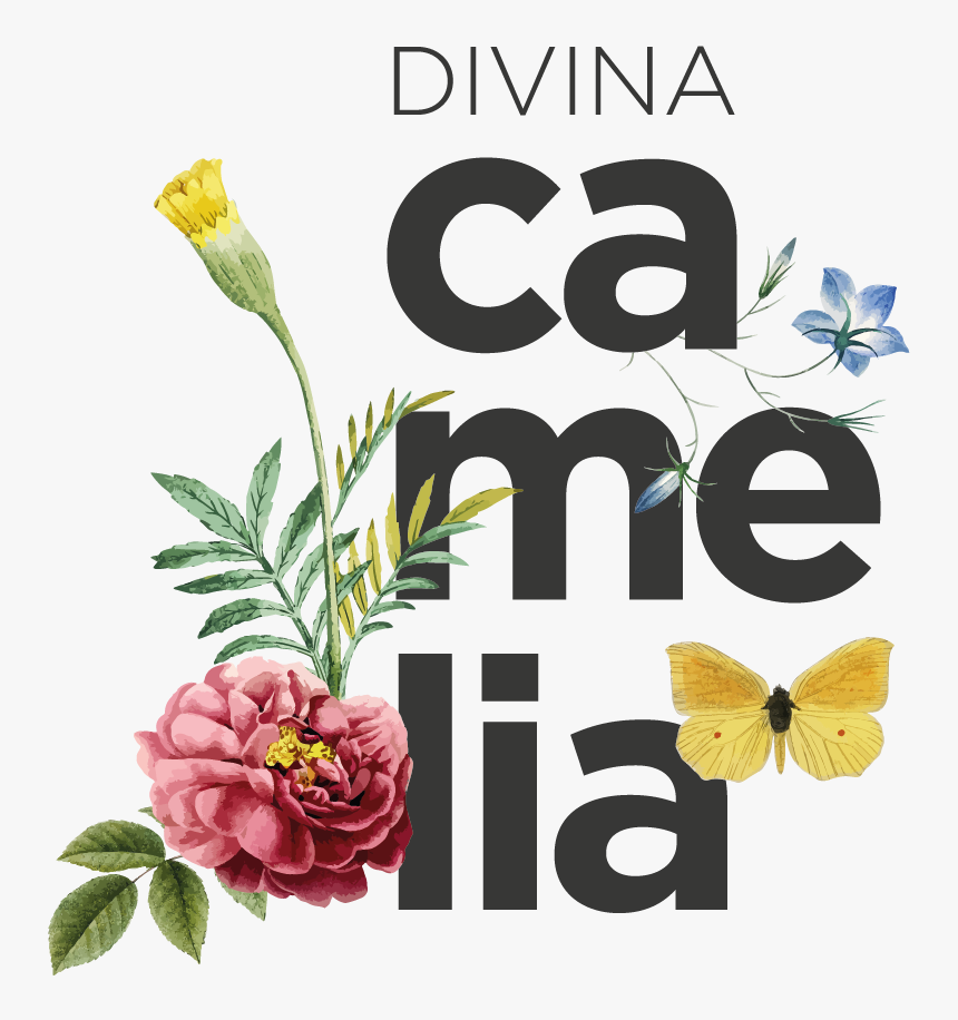 Divina Camelia - Howcast, HD Png Download