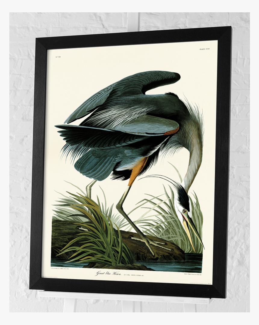 Great Blue Heron By John James Audubon 80cm - Audubon Heron, HD Png Download