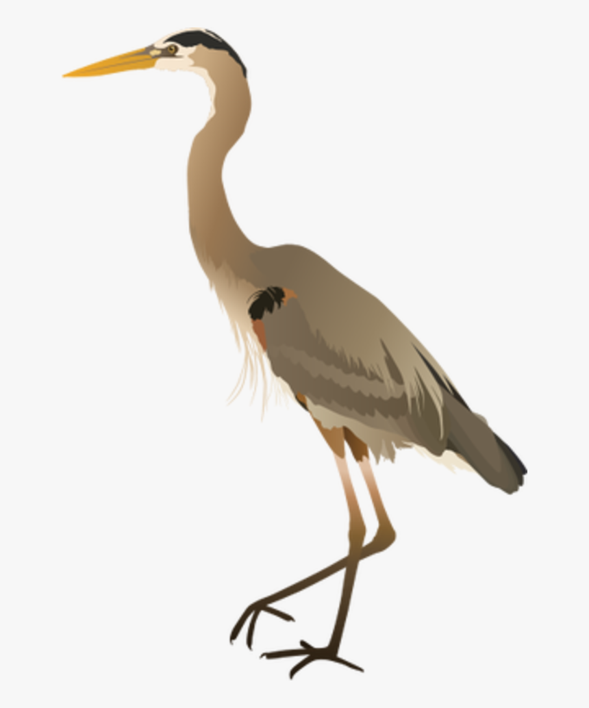 Great Blue Heron, HD Png Download