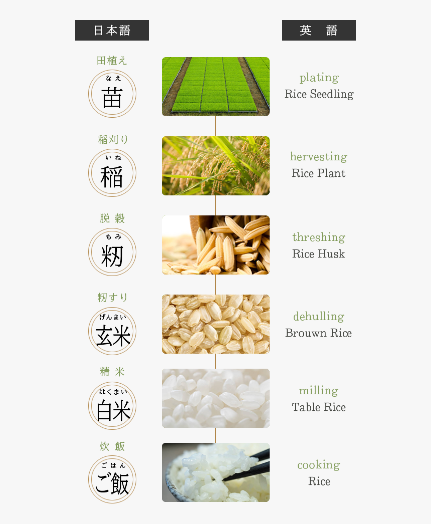 Grass, HD Png Download