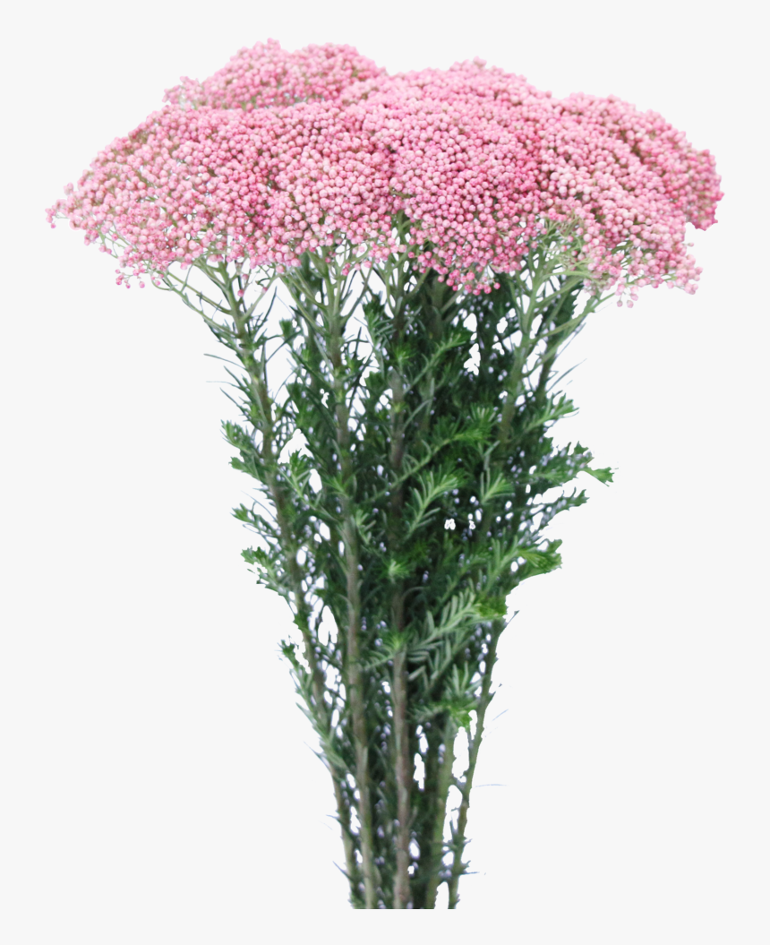 Yarrow, HD Png Download