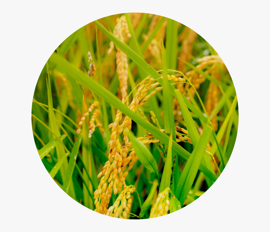 Sweet Grass, HD Png Download