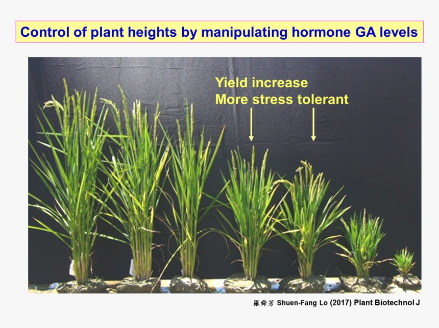 Hierochloe, HD Png Download