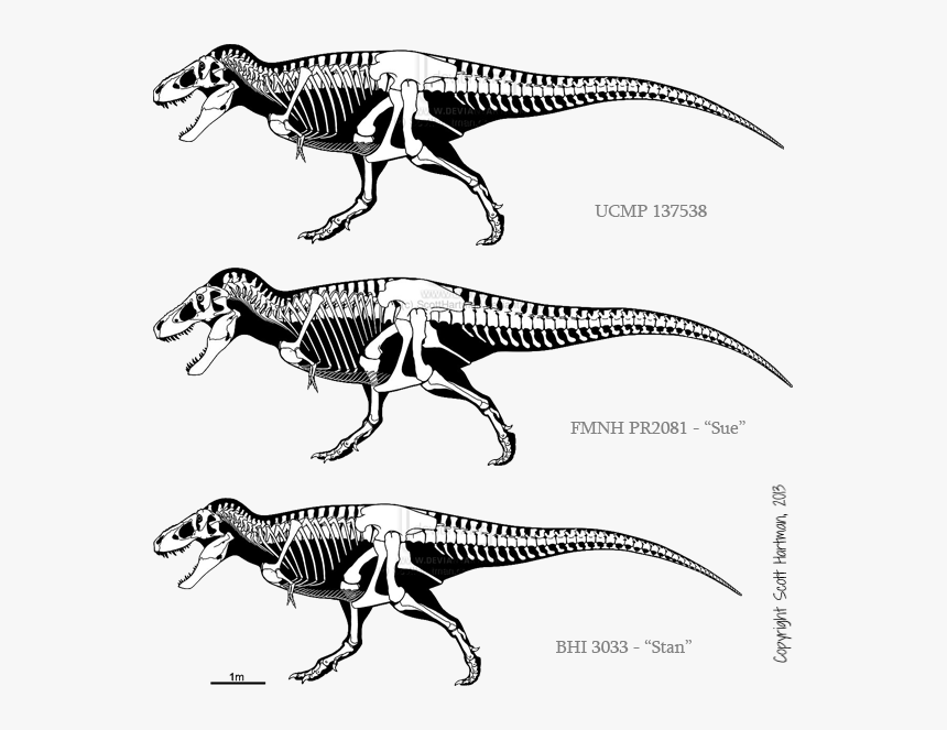 Carcharodontosaurus Skeleton , Png Download - Triceratops Vs T Rex Size, Transparent Png