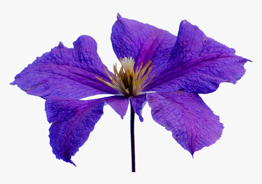Transparent Clematis Clipart - Lilac Hibiscus, HD Png Download