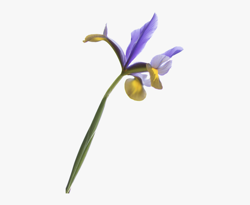 Iris Flower Transparent Background, HD Png Download