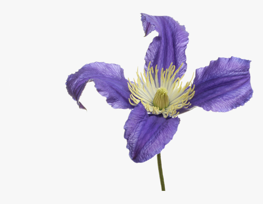Pasqueflower, HD Png Download