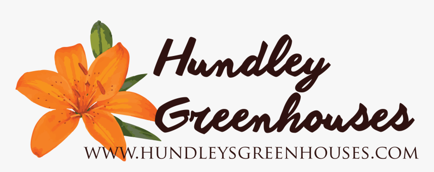 Hundley S Greenhouses - Orange Lily, HD Png Download