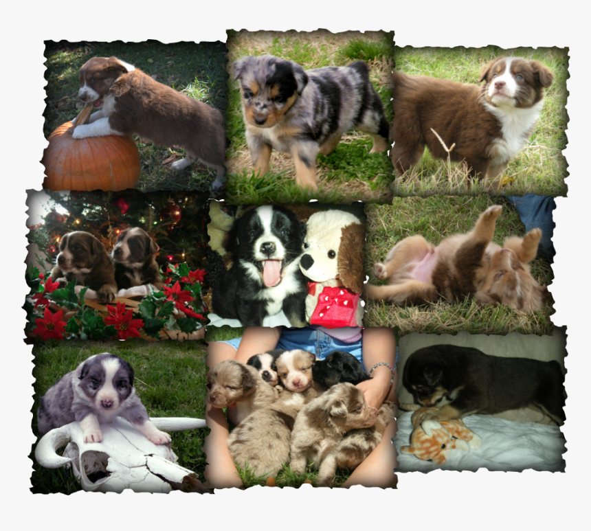 Picture - Companion Dog, HD Png Download