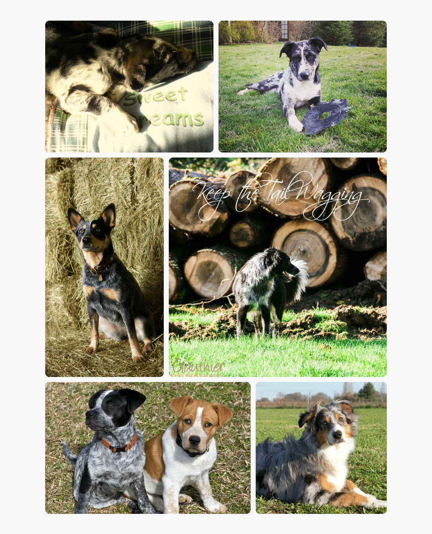 Wisdom Panel Revealed Our Favorite Breed Is Australian - English Foxhound, HD Png Download