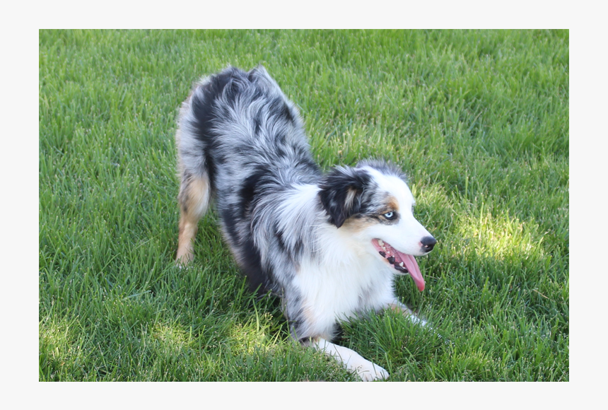 Australian Collie, HD Png Download
