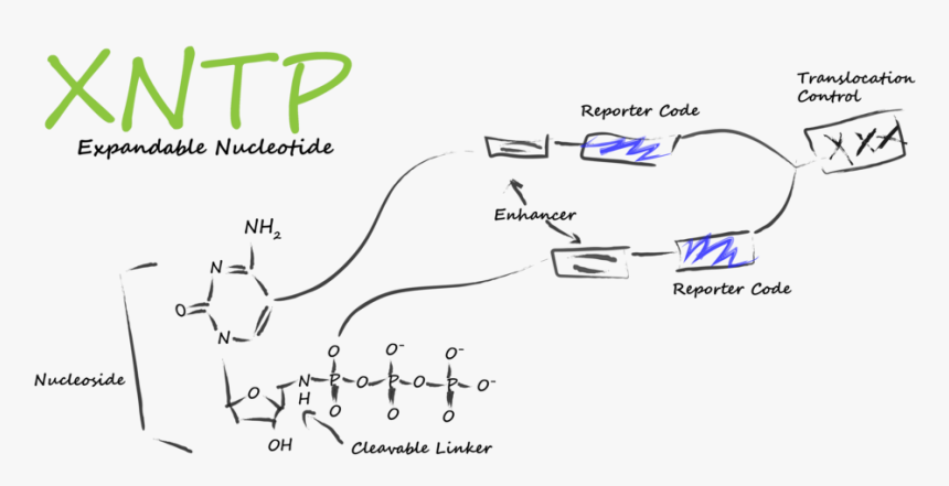 Xntp Low Border, HD Png Download