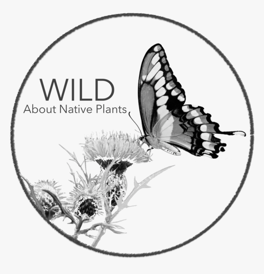 Wild Plants Png, Transparent Png