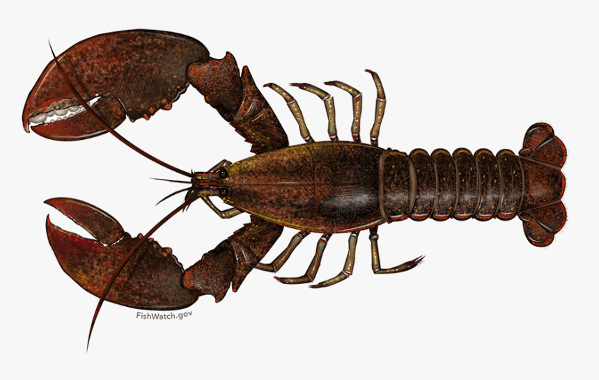 American Lobster - Scientific Name For A Lobster, HD Png Download