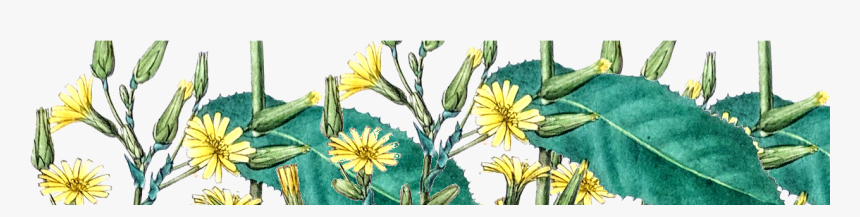 English Marigold, HD Png Download