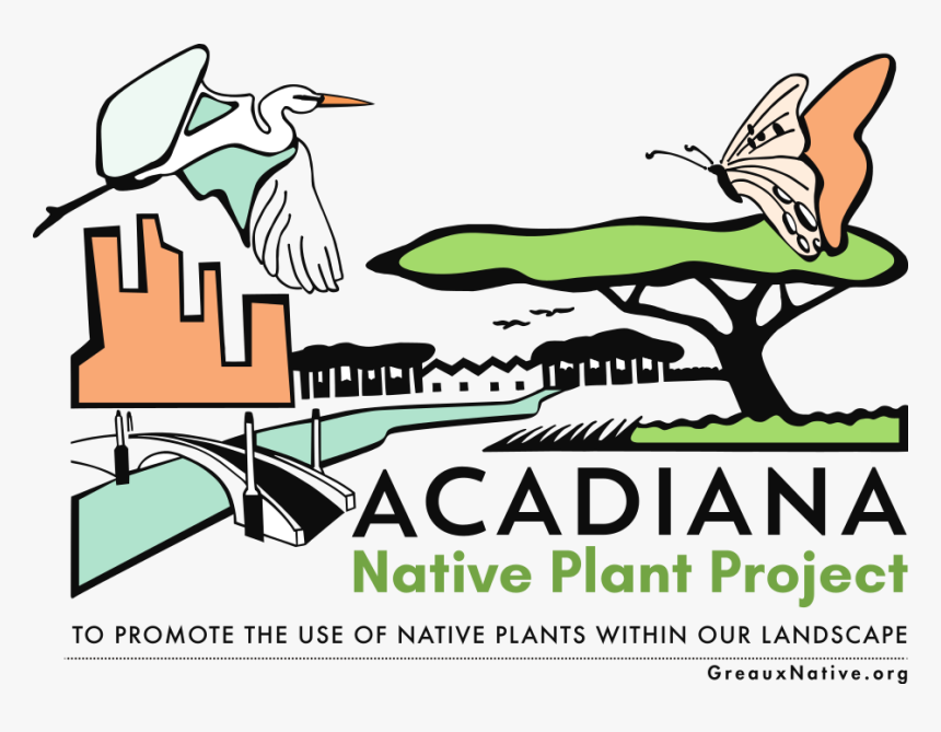 Greaux Native - Acadiana Native Plant Project, HD Png Download