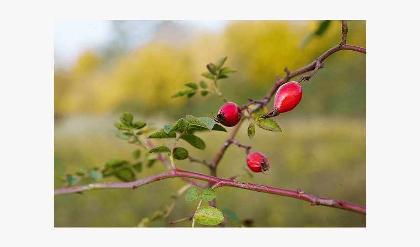 Шиповник Колючки, HD Png Download