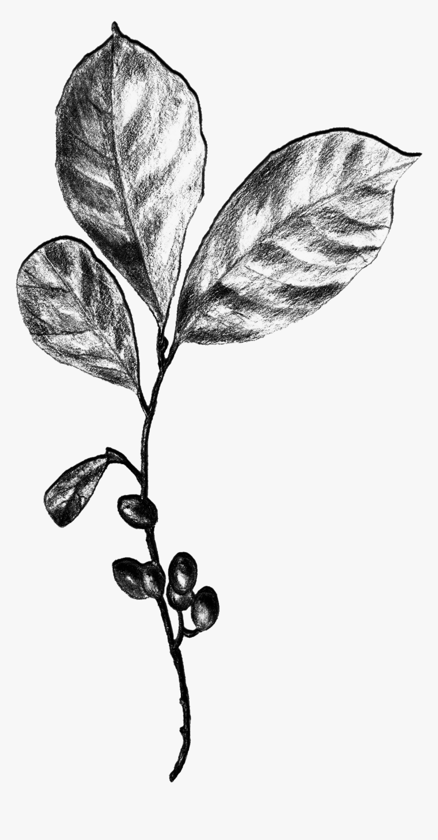 Plants - Illustration, HD Png Download