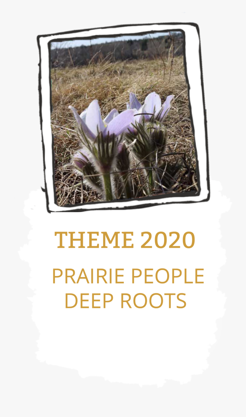 Festivalthemebutton - Sego Lily, HD Png Download